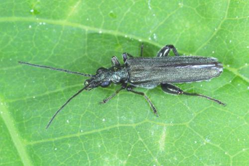 Oedemera virescens
